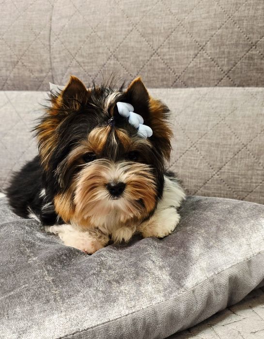 Piękny piesek BIEWER York do odbioru Yorki malutki mini chłopak