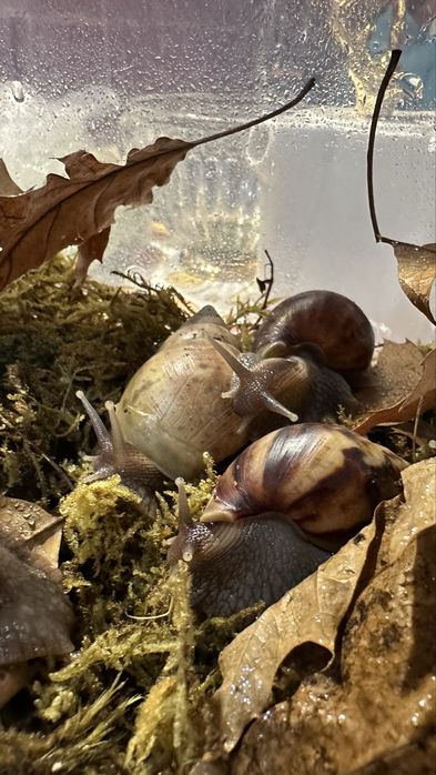 Slimaki Achatina Fulica Standard