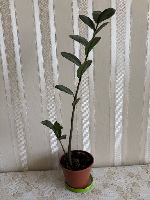 Заміокулькас.   .