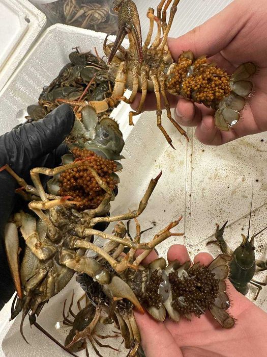 Raki błotne do Oczka Pakiet 3 samicy z jajkami + 2 sam. Świadectwo zdr