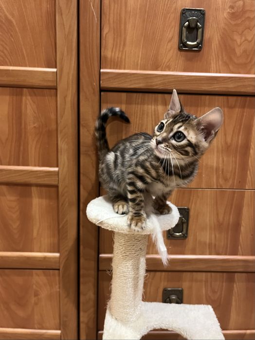 Бенгальські кошенята бенгальская кошка бенгал дівчинка