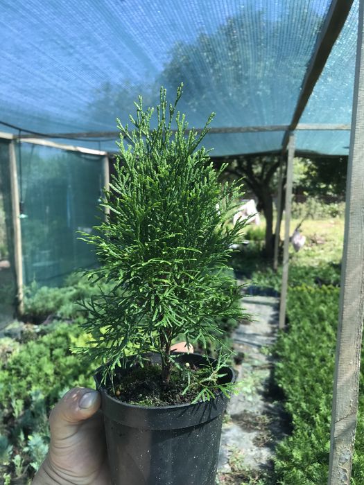 Туя смарагд, різні розміри Полтава