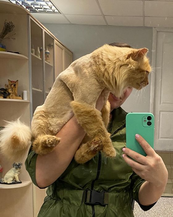 Грумінг стрижка вичісування котів