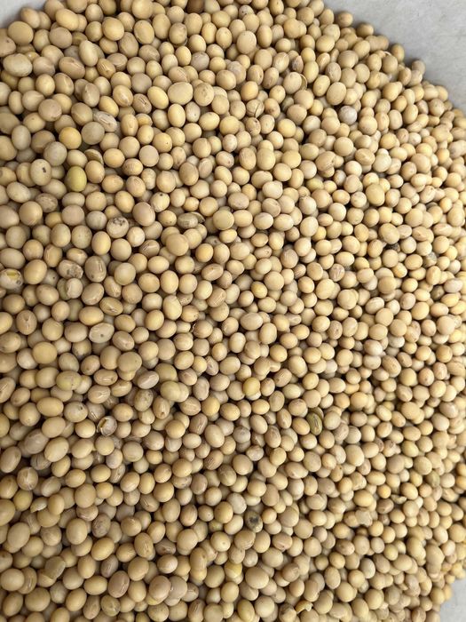 Soja Viola sprzedam