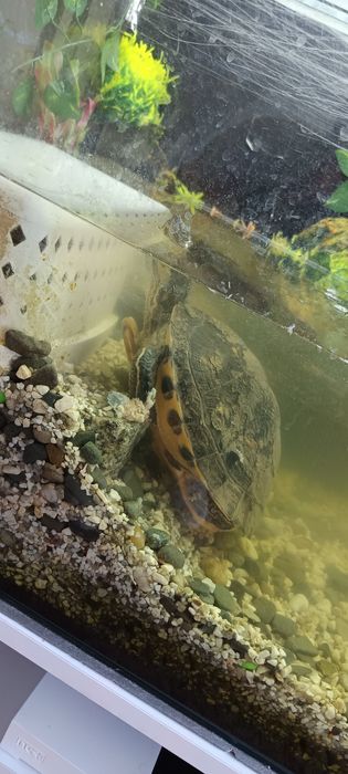 Akwarium o pojemności 200l