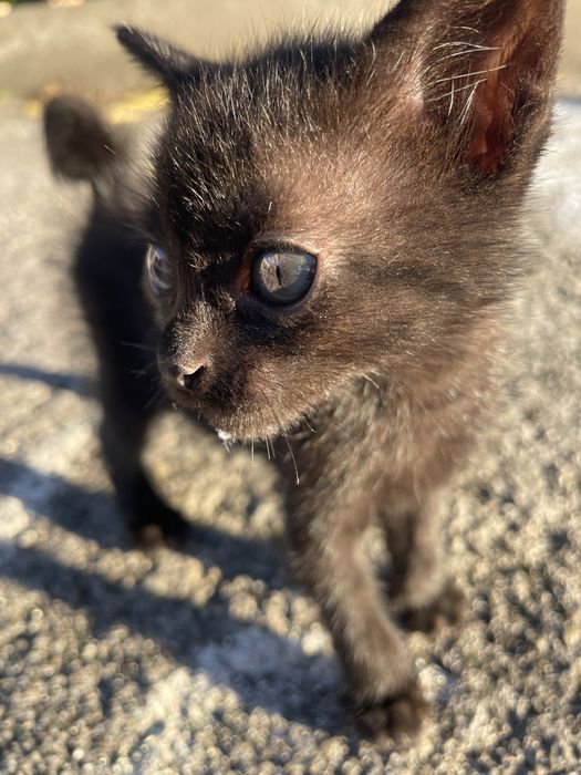 Oferta de gatinhas para adoção