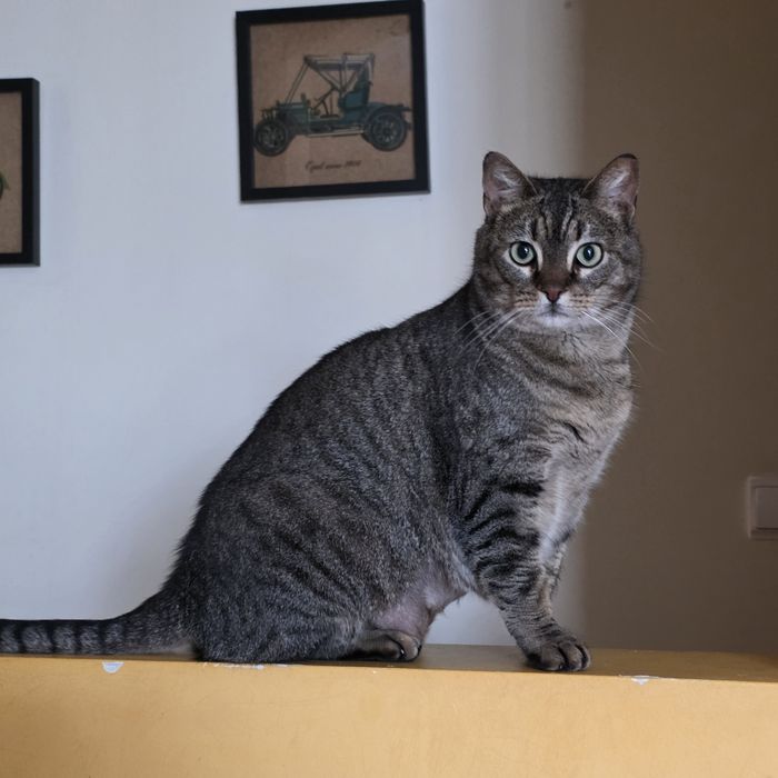 Gato abandonado muito manso