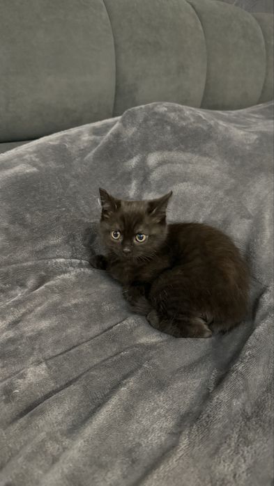 Шотландська кішка