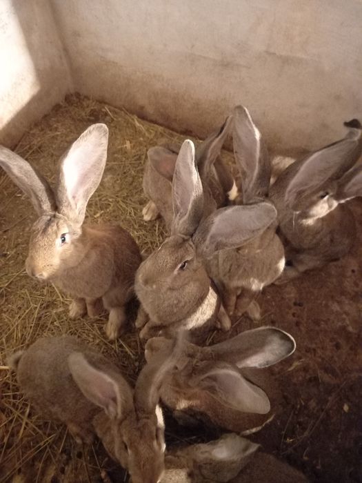 Продам кролі молоді.