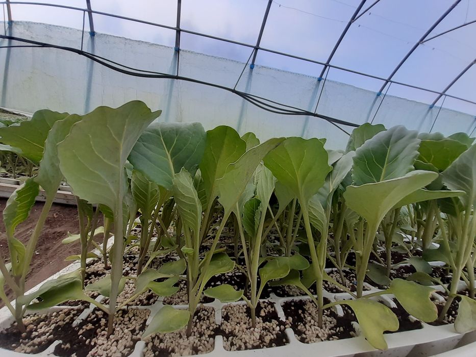 Rozsada Kapusta Ambrosia f1