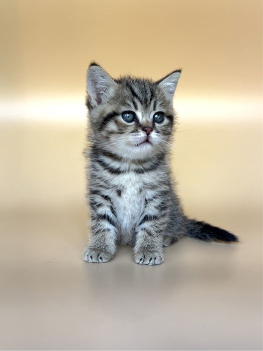 Британские котята. Мальчик и девочка.