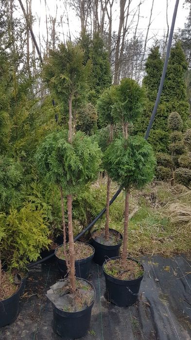 Kulka na pniu tuja thuja smaragd szmaragd formowana