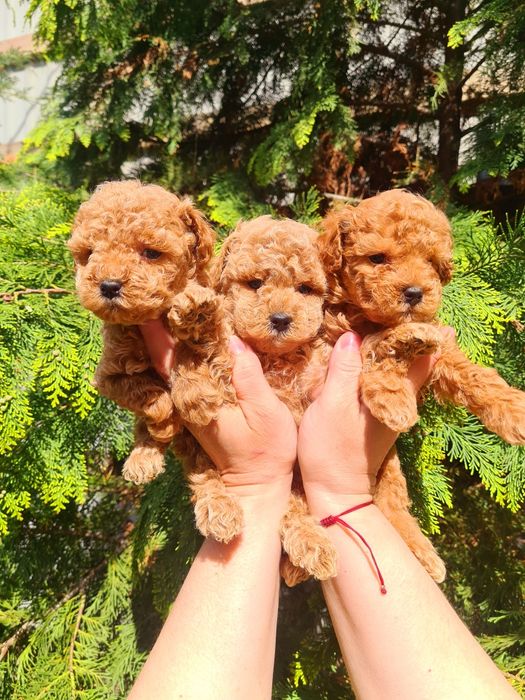 Мальтипушки мальчики мини