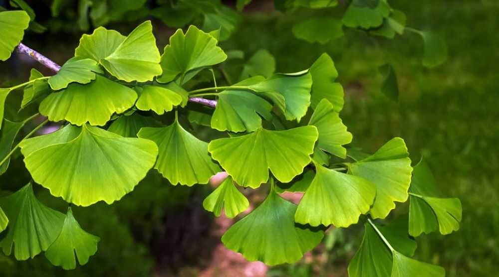 Азиміна Обмін Гінкго Ginkgo biloba