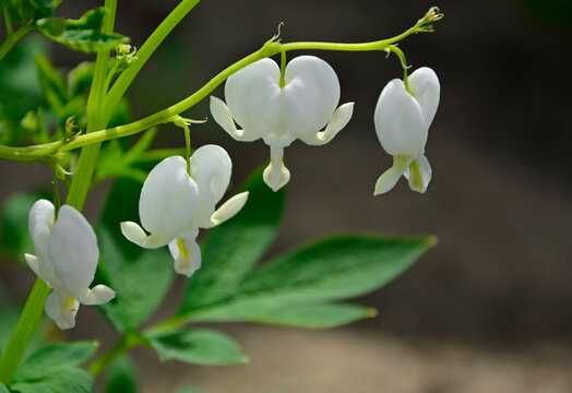 Serduszka białe - byliny Flora Szczecin