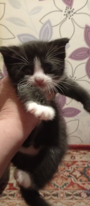 Малыш ищет дом,и семью