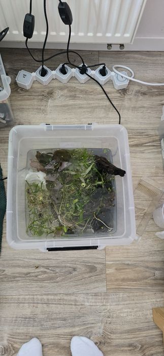 Rośliny do akwarium z resetu/przycinki