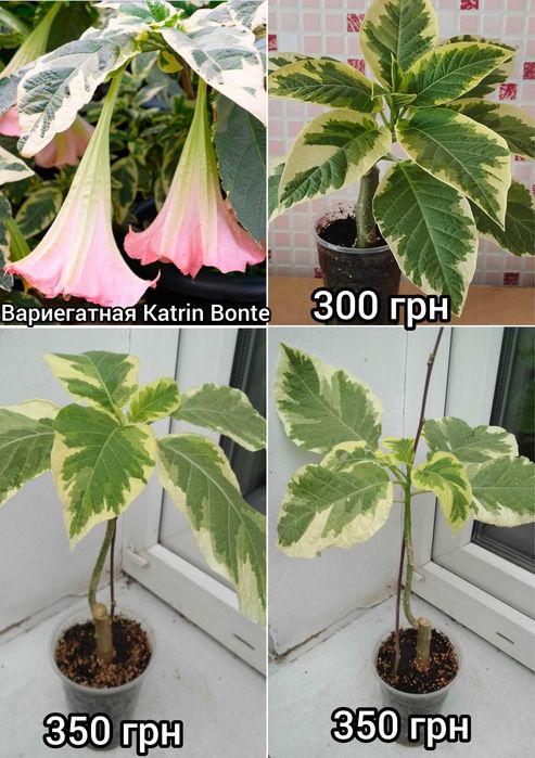 Бругмансия 6 сортов хорошо укоренённые черенки