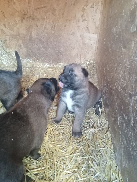 Бельгійська вівчарка малінуа
