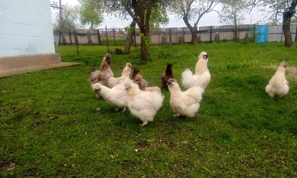 китайська шовкова. Пухові кури