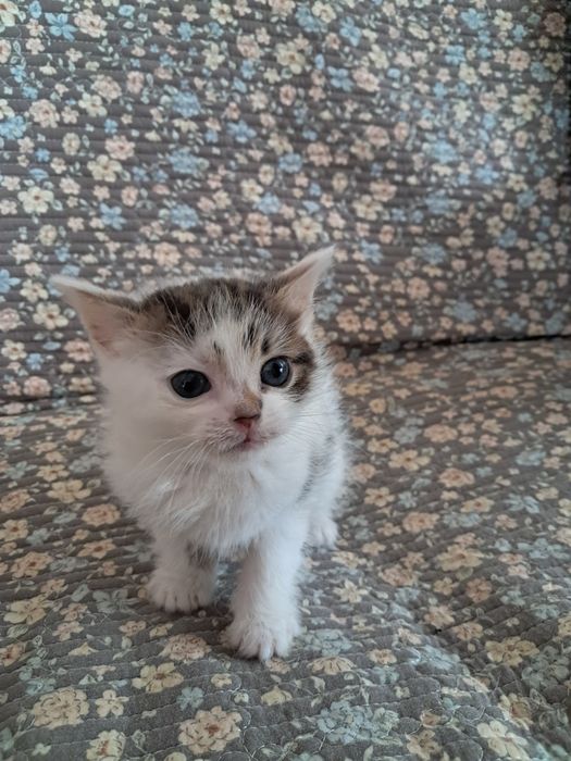 Кошенята в добрі руки
