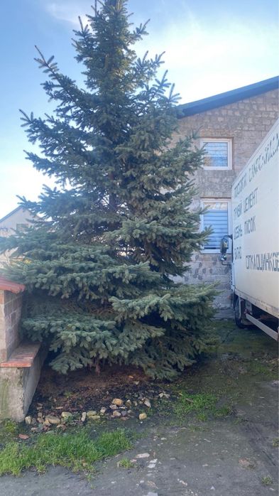 Жива ялинка.