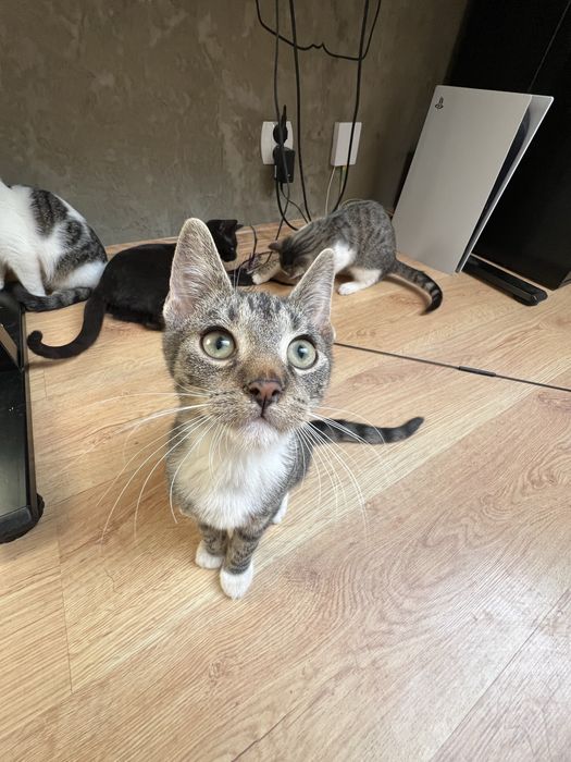 Przeuroczy młodziutki Franklin