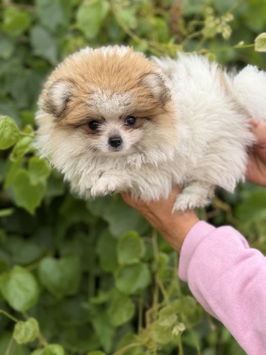Lulu da pomerania femea