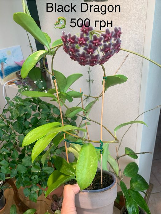 Хойя pubicalyx black dragon Buotii доросла квітуча