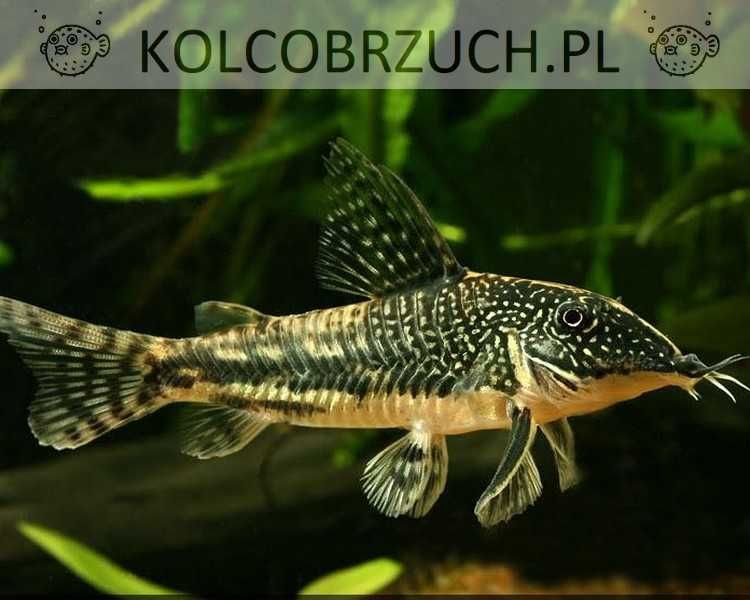 Kirysek brodaty - Kirys czaprakowy - Scleromystax barbatus - dowozimy