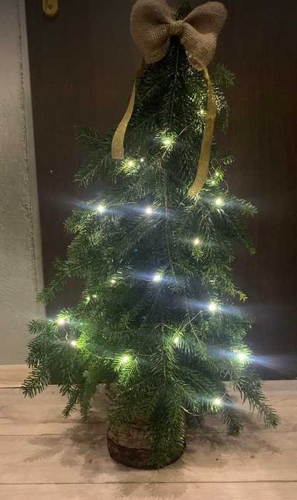 gałązki na stroiki, więce jodła kaukaska