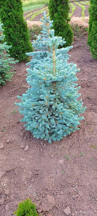 Туя , самшит, ялинка кейбаб,