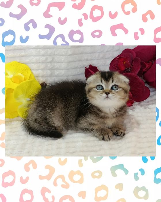 Чистокровная вислоушка милая малышка темный шоколад