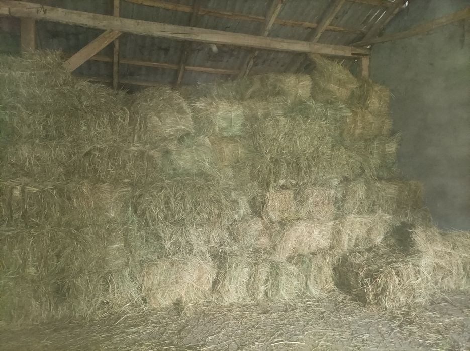 Siano kostka rok 2025