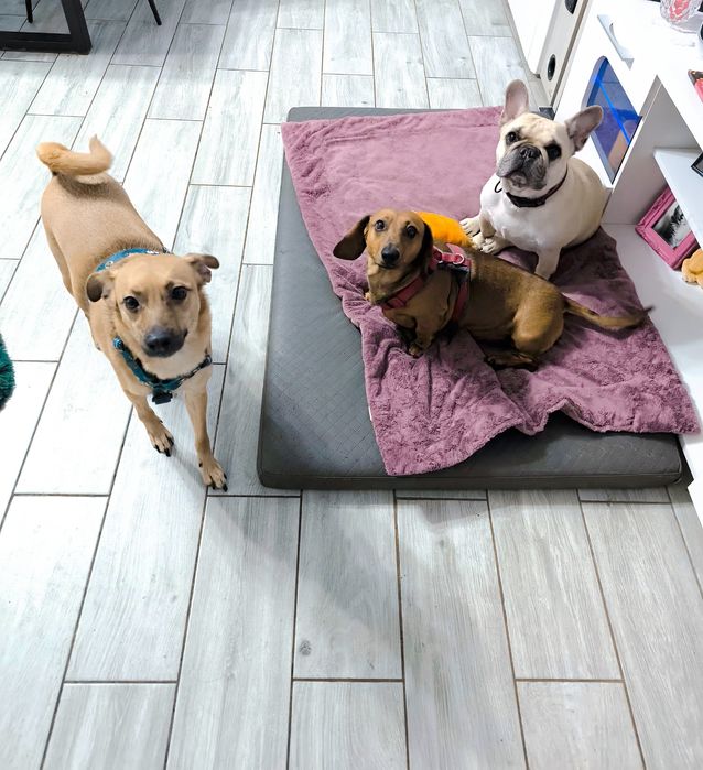 Domowy hotelik dla zwierząt