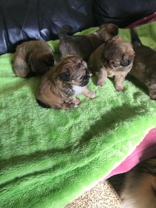 Cadelas de porte pequeno