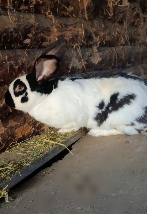 Кролики різного віку