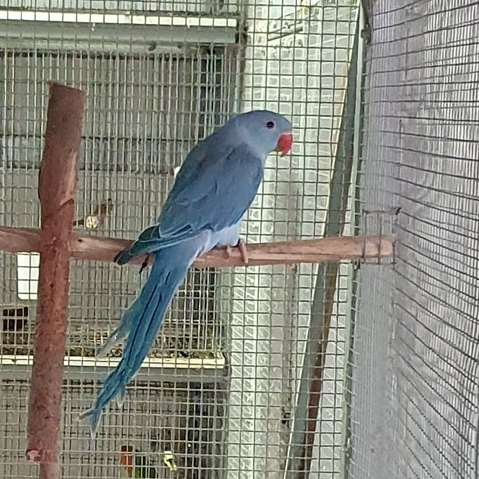 Ring Necks 2025 - Aves com documentação