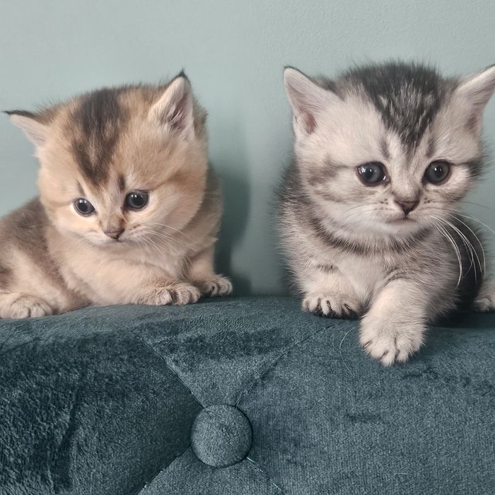 Британські короткошерсті кошенята