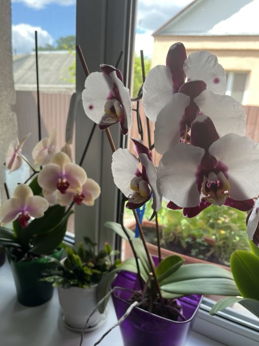 Прийму орхідеї у подаруок
