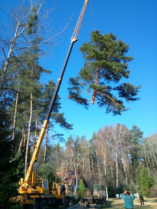 Wycinka i pielęgnacja drzew z podnośnika lub alpinistyczne