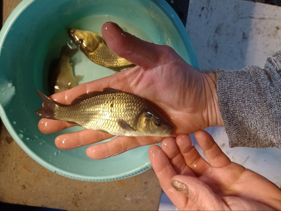 Szczupak lin węgorz orfa karaś koi karp
