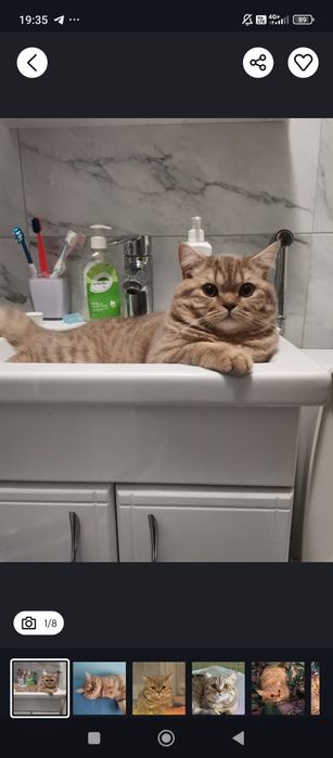 Шотландські висловухі кошенята