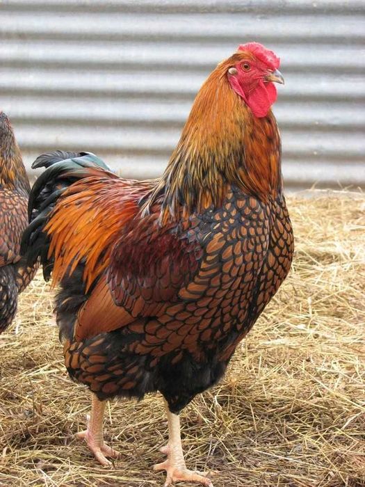 Ovos fecundados e pintos de várias galinhas de raça.