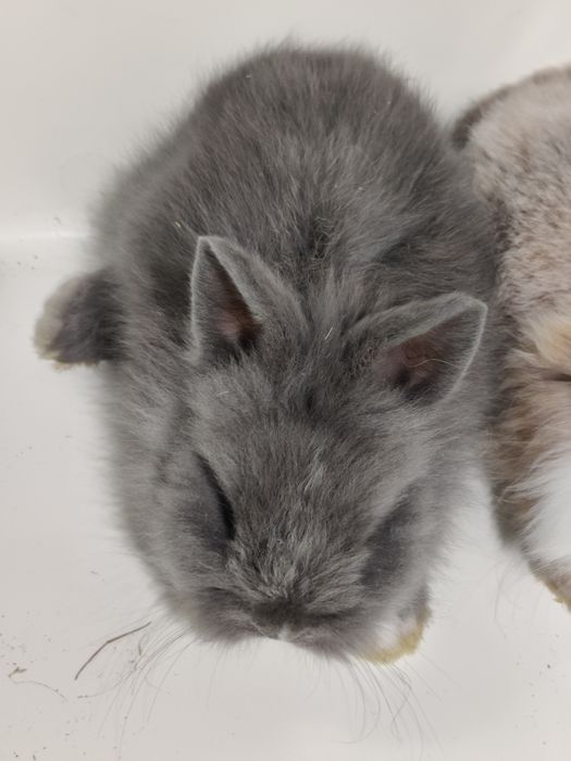 Króliczki Minilop miniaturki baranek  sklep zoologiczny Julianowska 7b