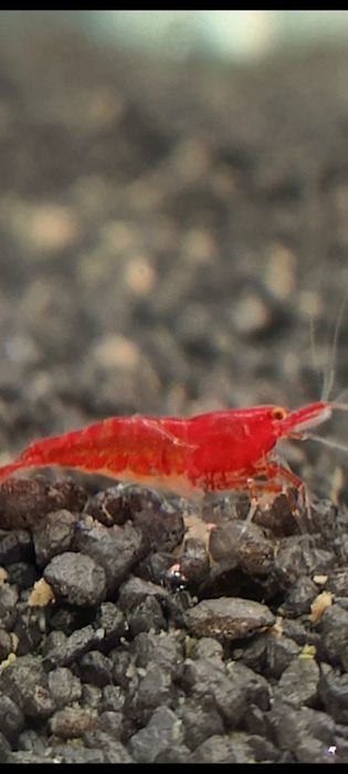 Neocardina Bloody Mary OE „Red Demon” (Orange Eye) – Kranówka!