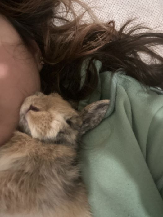 Eu estpu a fiar esse gaoto faísca e esse coelho caramelo