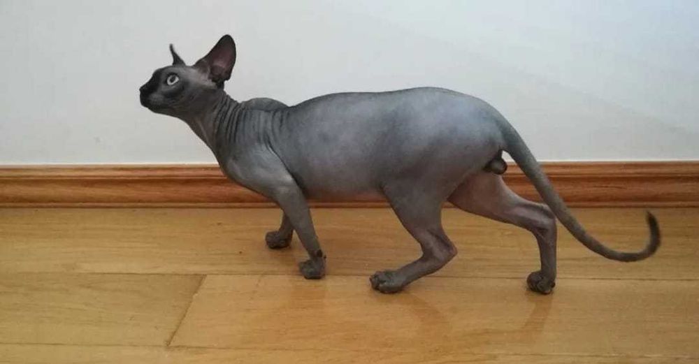 Raro Sphynx Azul macho - disponibilidade imediata para acasalamento