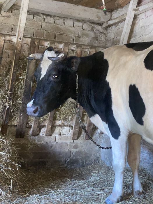 Продам хорошу дійну корову