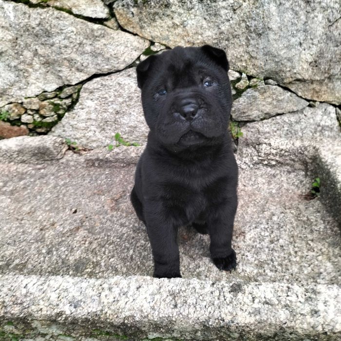 Shar pei macho lindo